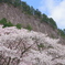屏風岩と桜③