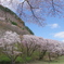 屏風岩と桜⑤