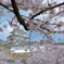 2024 桜風景