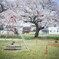 小さな公園の大きな桜の樹