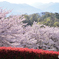 今年の桜は短かった気がする・・