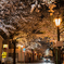 夜桜トンネル