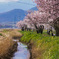 田舎の桜