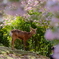 奈良鹿と桜