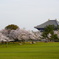 早朝の奈良公園