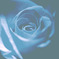 薔薇色