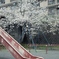 「公園1本桜」 (film)