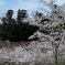 青花園