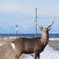 野付半島のエゾシカ
