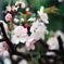 桜？
