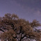 ワニ塚の桜と天の川