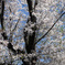 地元の桜 04