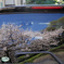 地元の桜 02