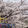 地元の桜 01