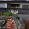 吹きかけのタンポポ