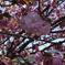 近くの公園の八重桜