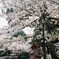 たぬき