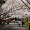 桜のトンネル(香川県、公渕森林公園)