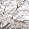 桜の写真