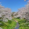 昭和橋から見た桜