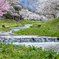 観音寺川の桜
