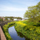 菜の花咲き誇るt都市河川 03