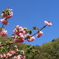 青空に映える八重桜