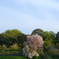 皇居の山桜