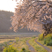 朝の散歩道