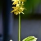 木陰に咲くエビネ