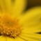 花の中に小さな花が　ユリオプスデイジー