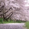 入間側×桜