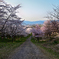 峠の桜