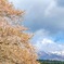 桜と雲で顔隠す鳥海山