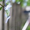 紫陽花