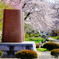 桜咲く遊歩道