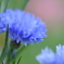 Centaurea cyanus