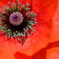 Ｒｅｄ