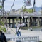 京都鴨川の桜と三条大橋