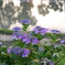 梅雨の晴れ間の紫陽花