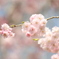 銭渕公園の桜
