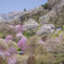 花の山