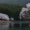 池の畔の桜