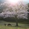 奈良公園　春日野　桜と親子鹿