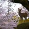 奈良公園　春日野　桜と鹿