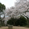 奈良　甘樫丘公園展望台のソメイヨシノ