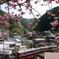八重桜咲く頃