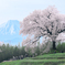 わに塚の一本桜