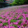 旬を過ぎた 都心の芝桜。