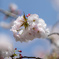八重桜